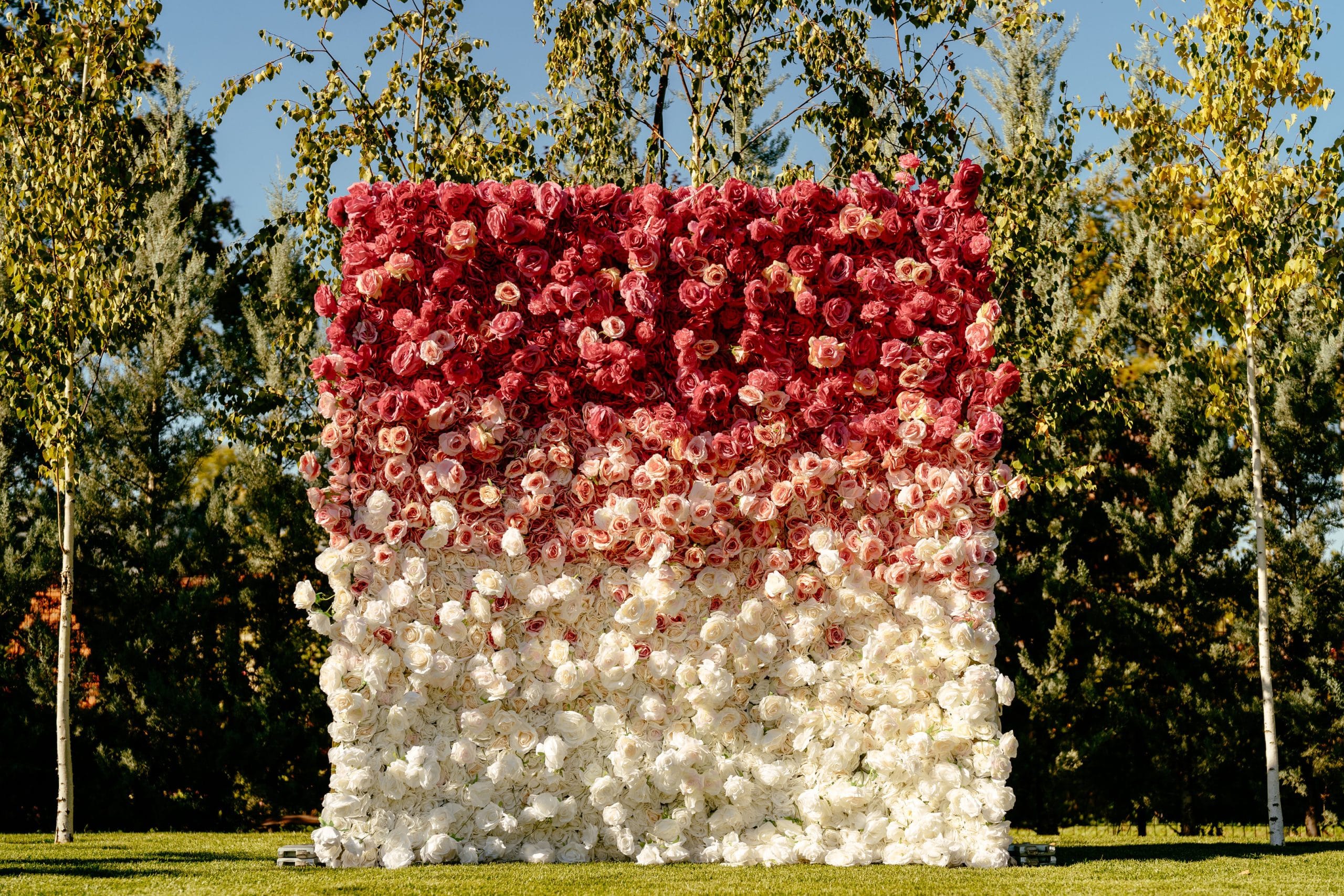 Roua-17-of-207-scaled Fotocorner Degradé cu fuchsia si alb FC09 - imagine 1
